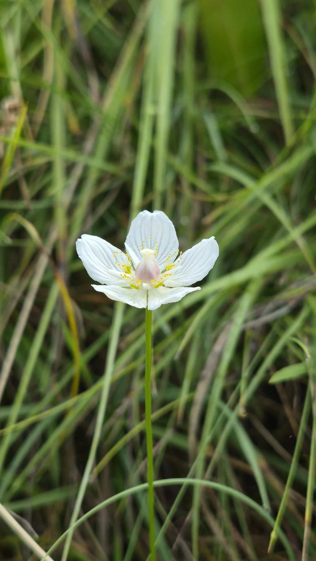 Bild: Sumpf-Herzblatt (Parnassia palustris)