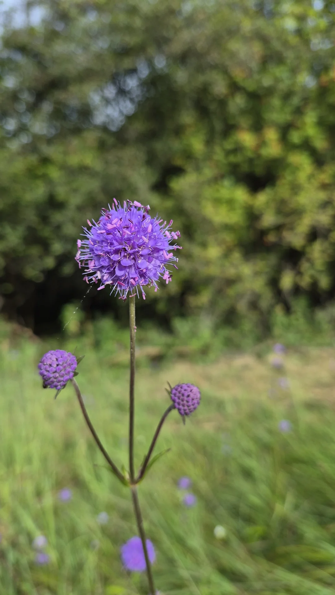 Bild: Teufelsabbiss (Succisa pratensis)