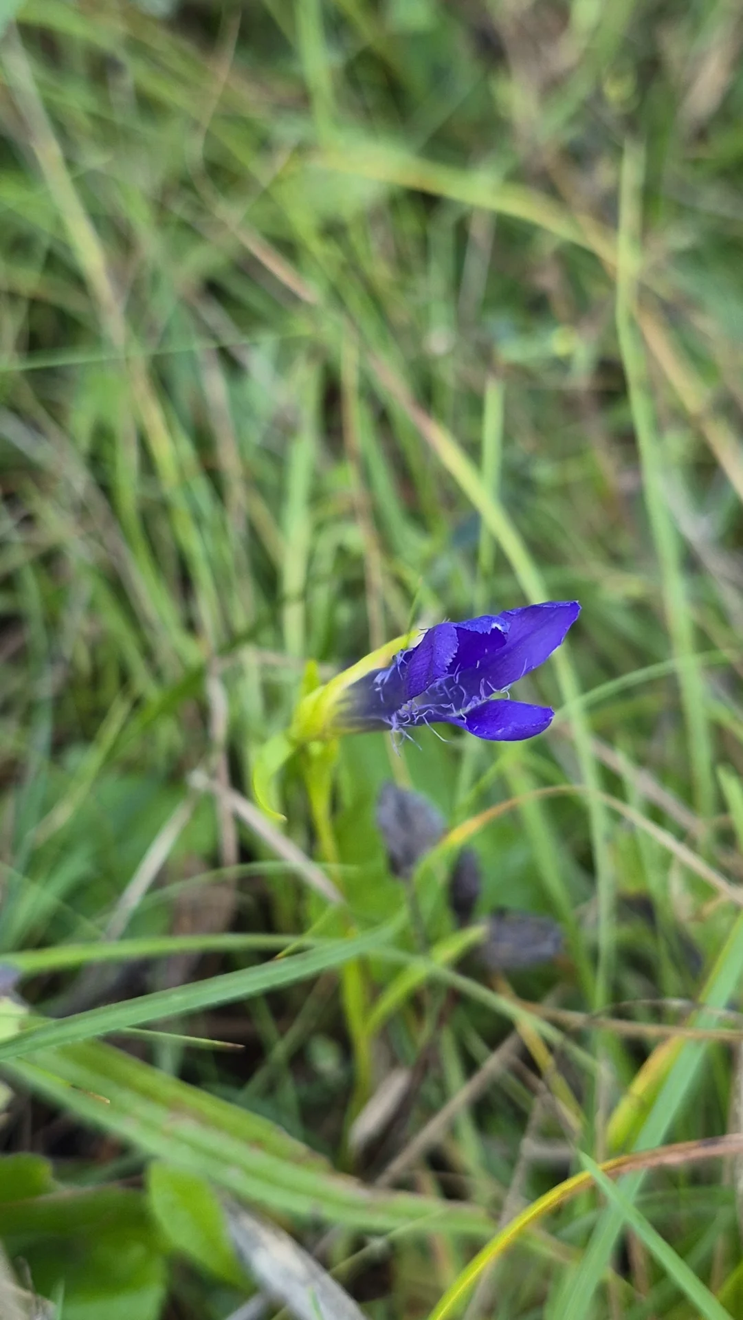 Bild: Fransenenzian (Gentianopsis ciliata)