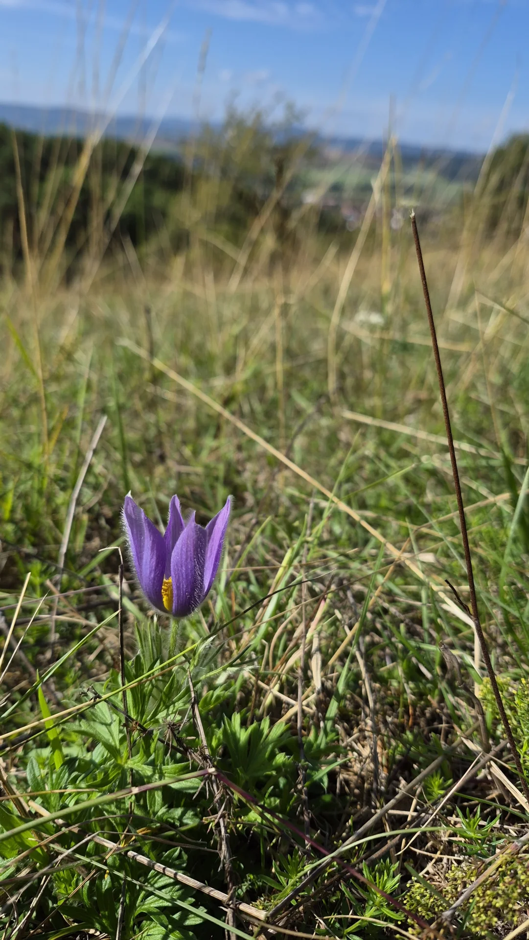 Bild: Etwas ganz Besonderes, eine blühende Küchenschelle (Pulsatilla) im September.
