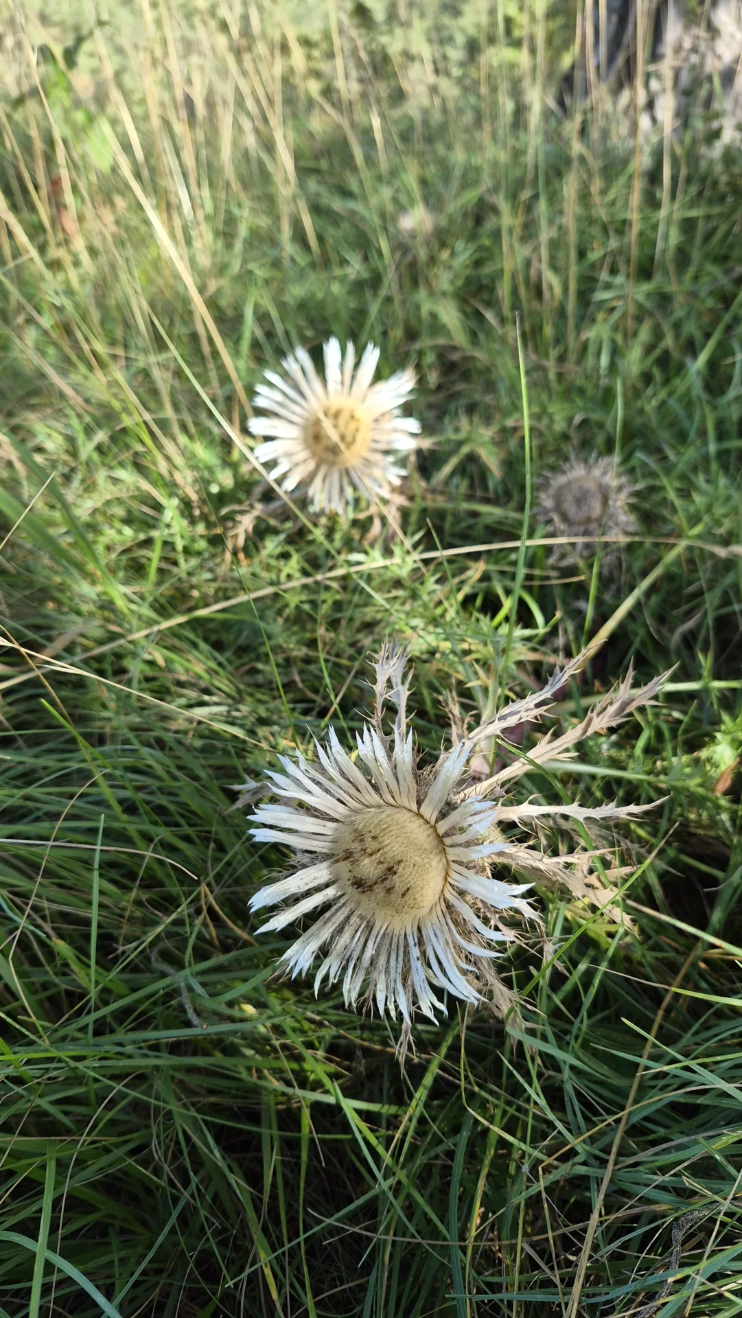 Bild: Silberdistel (Carlina acaulis)