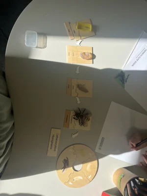 Foto des Albums: 2026 Projekt Biene