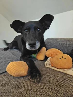 Foto des Albums: Hund Blacky