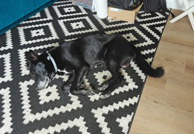 Foto des Albums: Hund Blacky