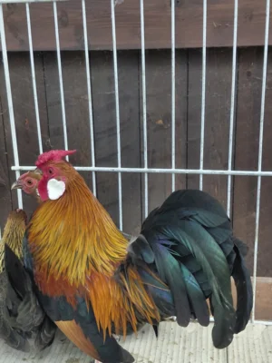 Foto des Albums: Jungtierbesprechung