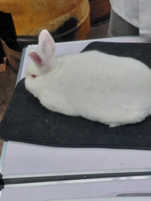 Foto des Albums: Jungtierbesprechung