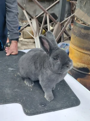 Foto des Albums: Jungtierbesprechung