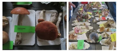 Kloster- und Erntedankfest: Pilzausstellung 