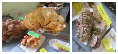Kloster- und Erntedankfest: Pilzausstellung 