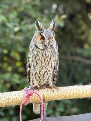 Foto des Albums: Greifvögel hautnah erleben