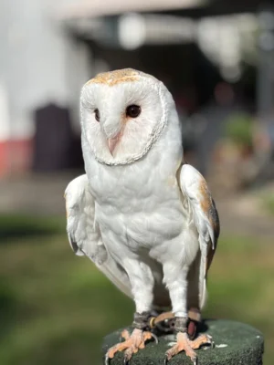 Foto des Albums: Greifvögel hautnah erleben