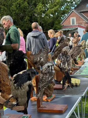 Foto des Albums: Greifvögel hautnah erleben