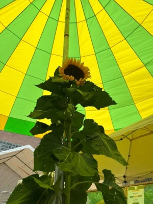 Foto des Albums: StreetArt & StreetFood Festival