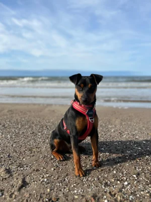 Foto des Albums: Hund Bruno