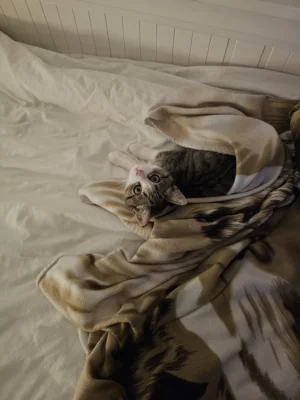 Foto des Albums: Katze Luna