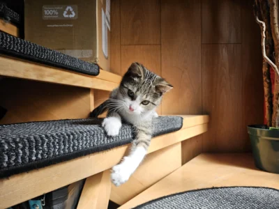 Foto des Albums: Katze Luna