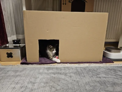 Fotoalbum Katze Luna