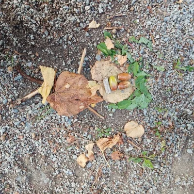 Foto des Albums: Herbstlicher Wandertag der 1. und 2. Klassen