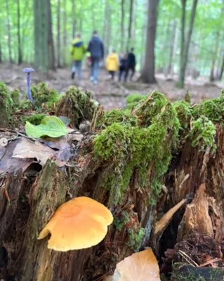 Foto des Albums: 🌳 Waldtage der 6. Klassen 🌳