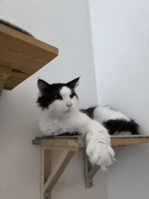 Foto des Albums: Wuschel im neuen Zuhause