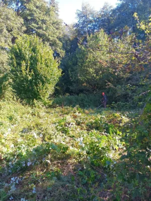 Foto des Albums: 2. Jahr Freischnitt der Orchideenwiese in Marnitz