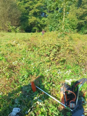 Foto des Albums: 2. Jahr Freischnitt der Orchideenwiese in Marnitz