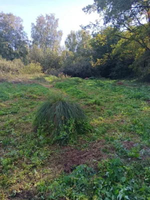 Foto des Albums: 2. Jahr Freischnitt der Orchideenwiese in Marnitz