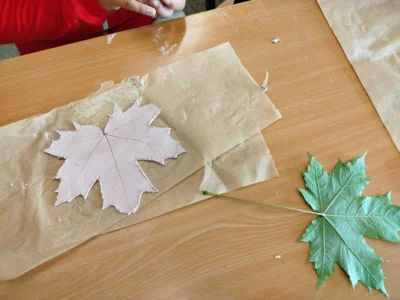 Foto des Albums: Lernwerkstatt Kunst - Herbst