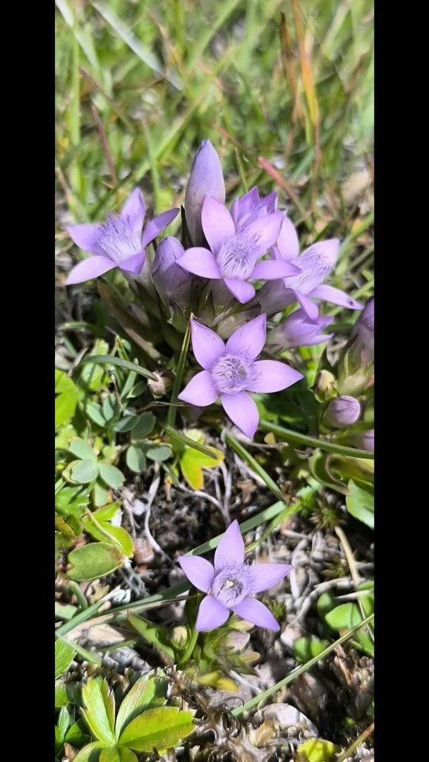 Bild: 12_Enzian auf dem Kellerbauerweg (Foto Brünhilde Vierig)
