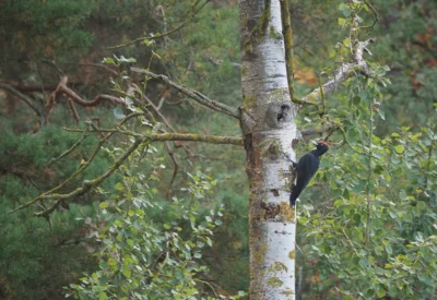 Bild: Schwarzspecht ganz nah ©Landschafts-Förderverein Nuthe-Nieplitz-Niederung e.V./Menzel
