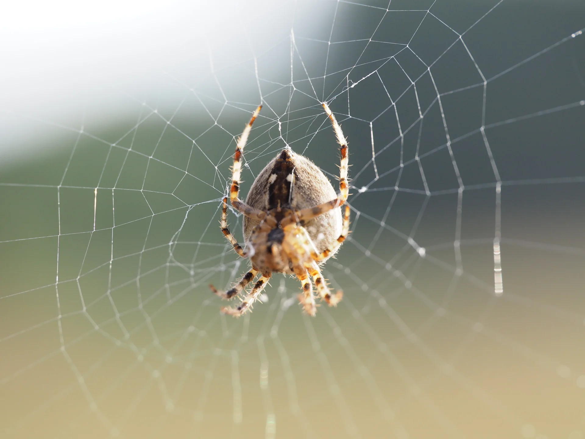 Bild: Kreuzspinne fotografiert vom Lehrling ©Landschafts-Förderverein Nuthe-Nieplitz-Niederung e.V./Menzel