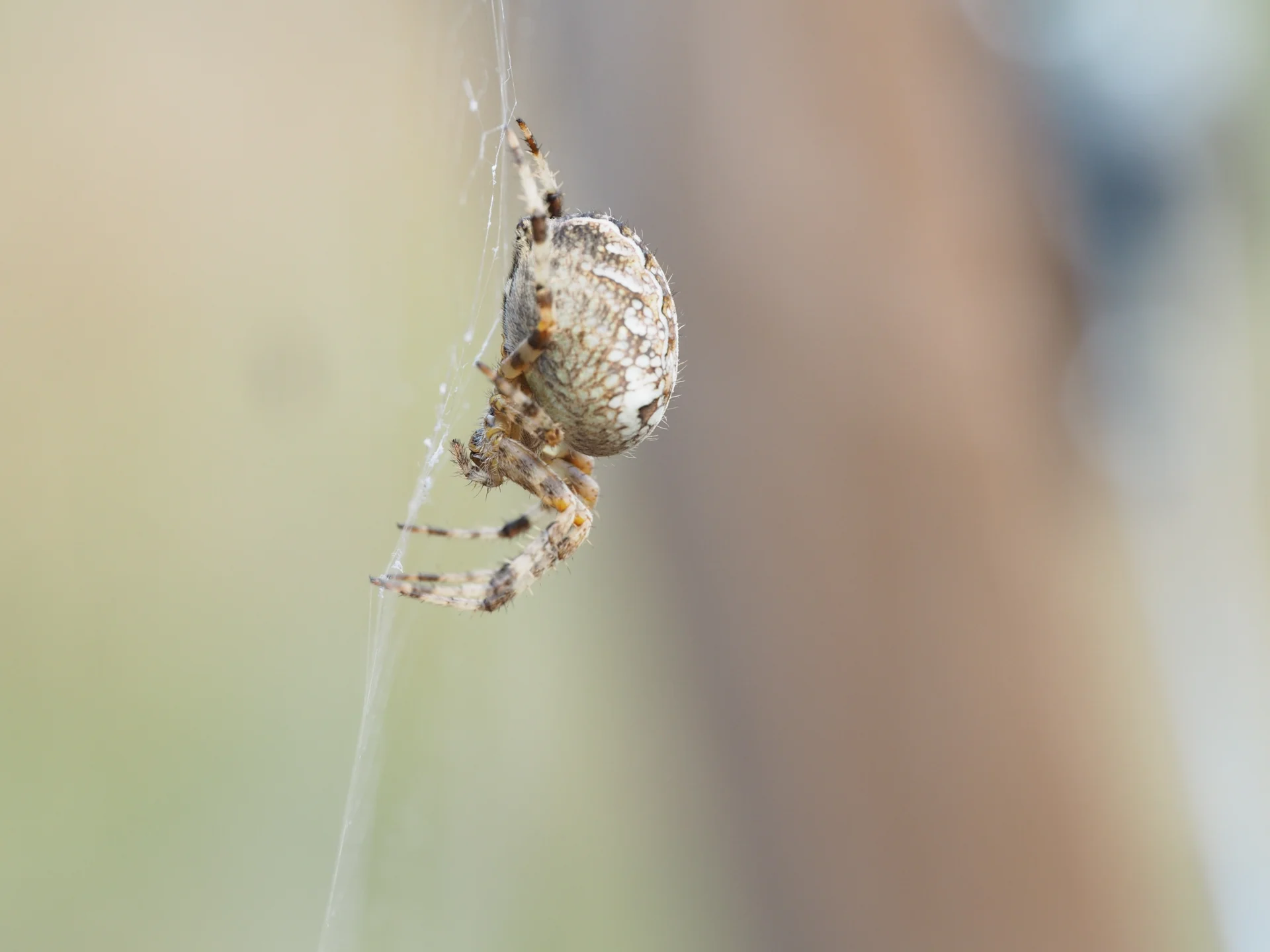 Bild: Kreuzspinne vom Profi ©Landschafts-Förderverein Nuthe-Nieplitz-Niederung e.V./Menzel/Geh