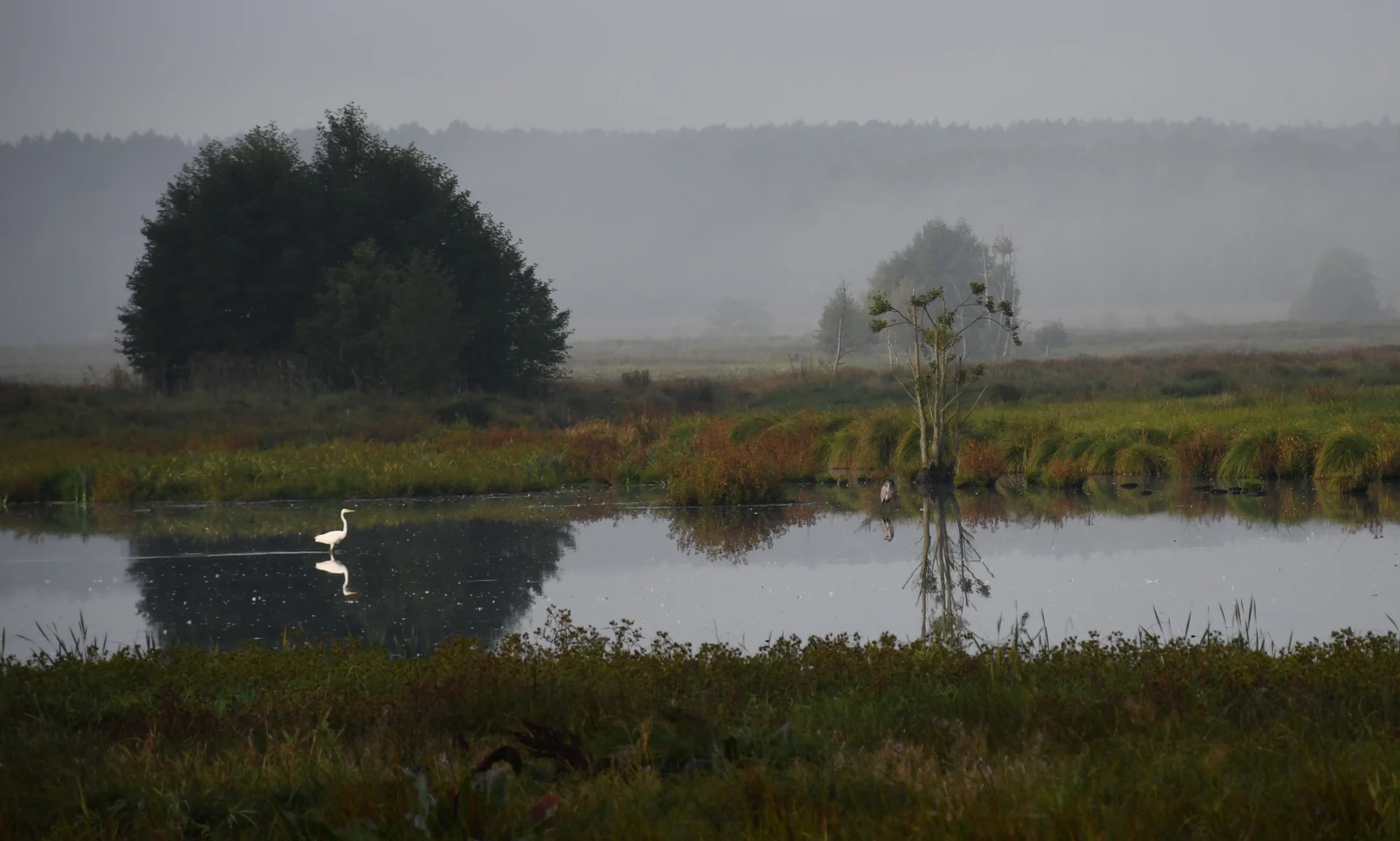 Bild: Stillleben Silberreiher ©Landschafts-Förderverein Nuthe-Nieplitz-Niederung e.V./Timme