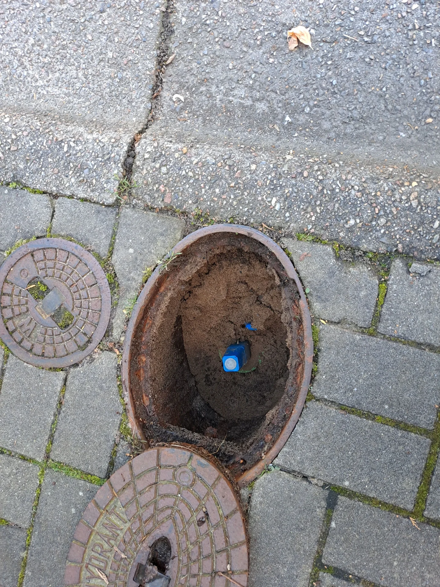 Bild: 2 Da waren die Ameisen am Werk