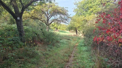 Foto des Albums: Rund um Lorsbach