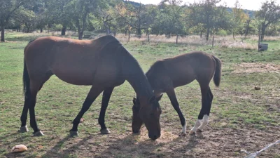 Foto des Albums: Rund um Lorsbach