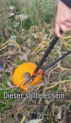 Foto des Albums: Die Raupengruppe unterwegs! 🎃