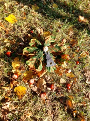 Foto des Albums: Natur erkunden Kl. 4 🌳 🍂