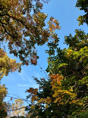 Foto des Albums: Natur erkunden Kl. 4 🌳 🍂