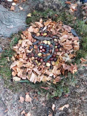 Foto des Albums: Natur erkunden Kl. 4 🌳 🍂