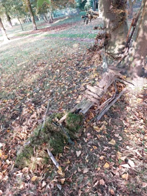 Foto des Albums: Natur erkunden Kl. 4 🌳 🍂