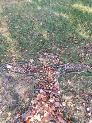 Foto des Albums: Natur erkunden Kl. 4 🌳 🍂