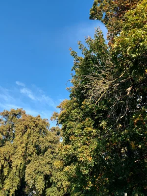 Foto des Albums: Natur erkunden Kl. 4 🌳 🍂