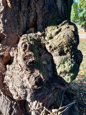 Foto des Albums: Natur erkunden Kl. 4 🌳 🍂