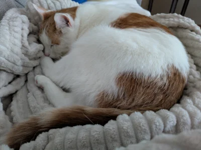 Foto des Albums: Kater Toni
