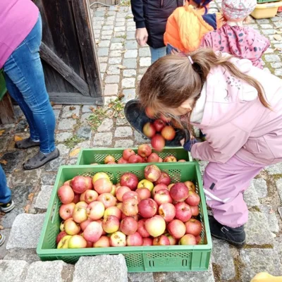 Foto des Albums: Die 1. Klassen pressen Apfelsaft im Obstlehrgarten