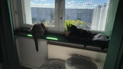 Fotoalbum Kater Svenny