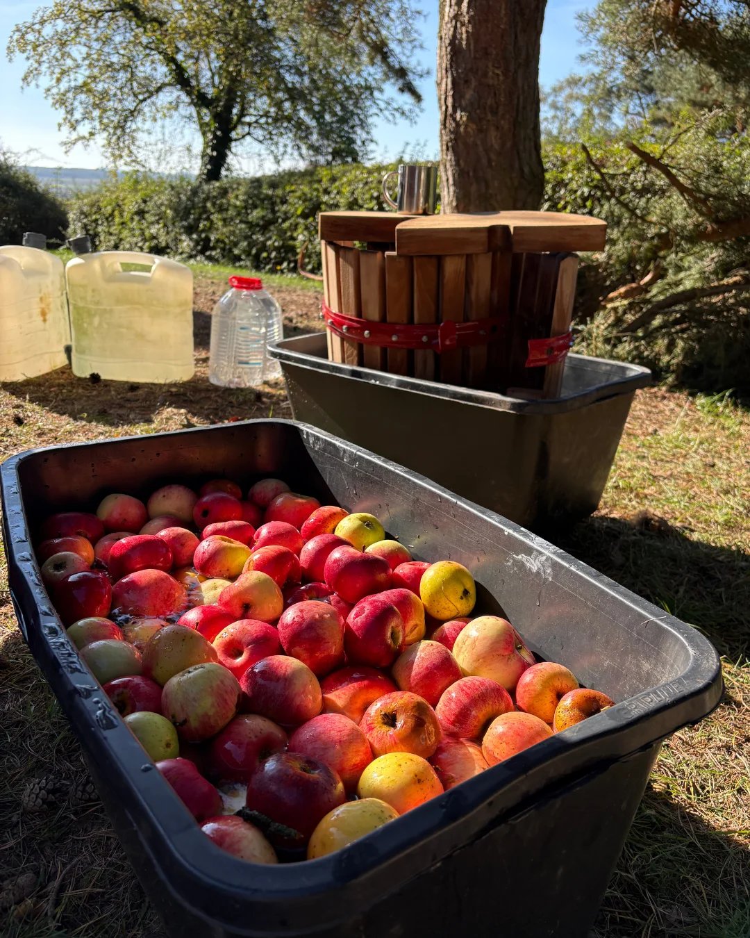 Bild: Es wird Apfelsaft gemacht.
