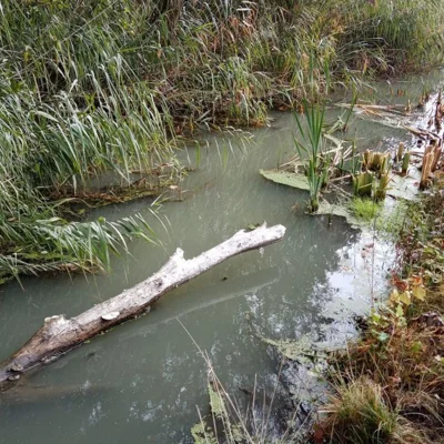 Foto des Albums: Projekttag Naturparkschule Fließgewässer