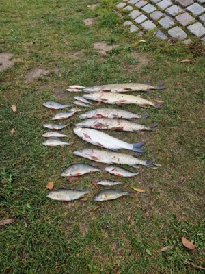 Unserer Fang mit 14 Angler 